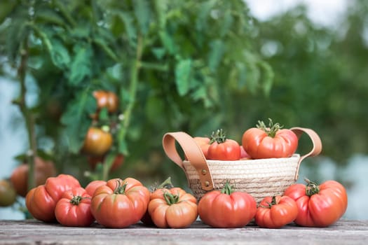 Tomatoes vegetable garden, organic products