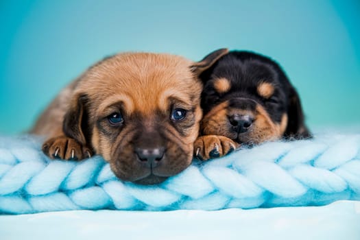 Pet, dog puppy, sleeps on a blanket