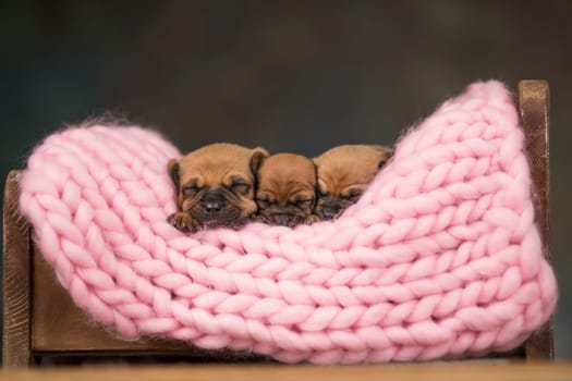Dogs sleep on a small wooden bed