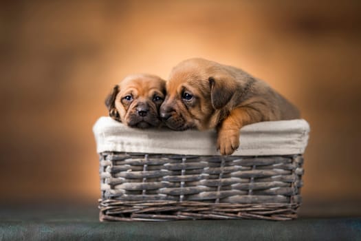 Little dogs in a wicker basket