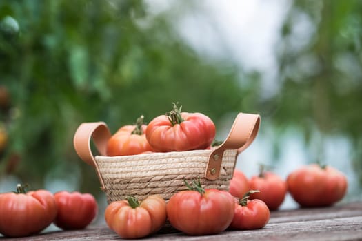 Vegetables, Tomatoes,  on desk in garden