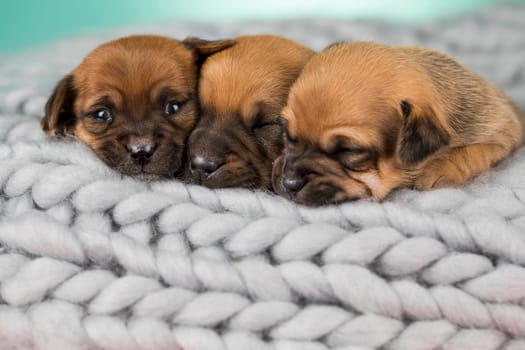 Pet, dog puppy, sleeps on a blanket