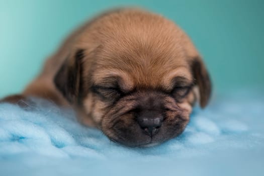 Little dog sleeps on a blanket