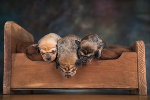 Dogs sleep on a small wooden bed