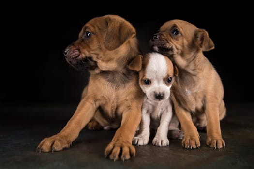 Dog on a black background