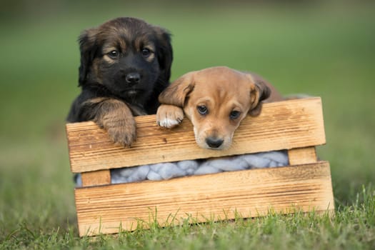 Two dog in a wooden crate on the grass