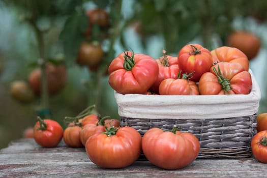 Vegetables, Tomatoes,  on desk in garden