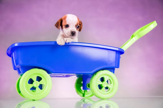Little dog in a toy wagon