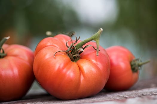 Red Tomatoes in a Greenhouse, organic food
