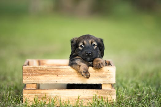 Cute little dog in a wooden crate on the grass