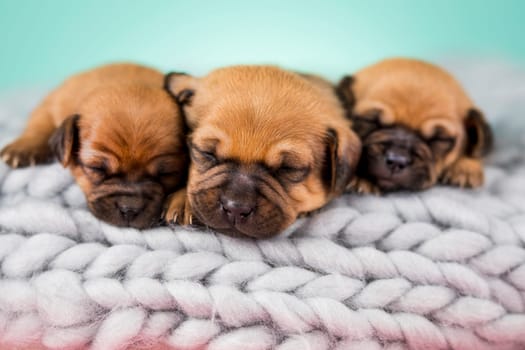 Pet, dog puppy, sleeps on a blanket