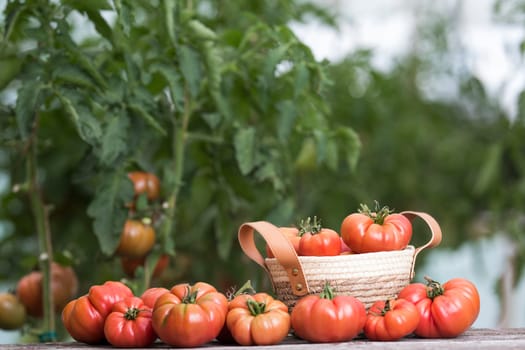 Vegetables, Tomatoes,  on desk in garden