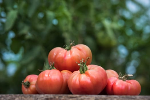 Organic food, Free red vegetables of tomato