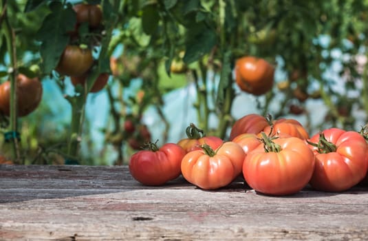 Vegetables, Tomatoes,  on desk in garden