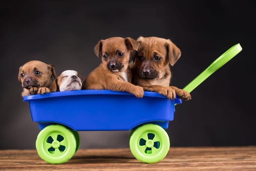 Beautiful little puppies in a toy wagon