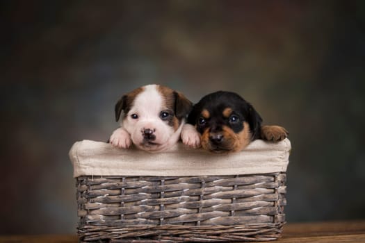 Little dogs in a wicker basket