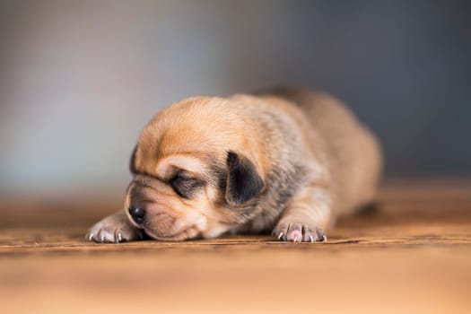 The dogs sleep, animals concept