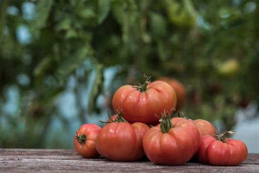 Red Tomatoes in a Greenhouse, organic food