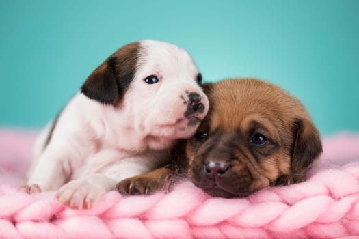 Pet, dog puppy, sleeps on a blanket