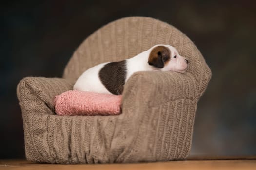 Little puppy breed is sleeping