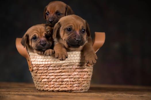 Small puppies in a wicker basket