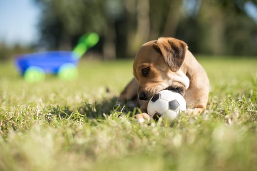 A small dog on the grass background