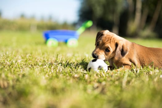 Puppy dog on the grass