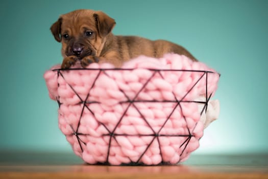 Beautiful happy puppy dog a metal basket