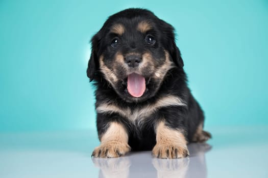 A portrait of a cute dog, animals concept