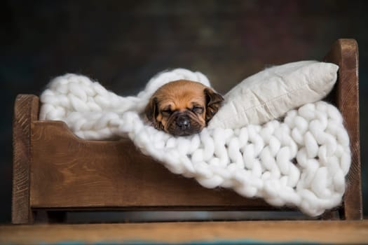 Little puppy breed is sleeping
