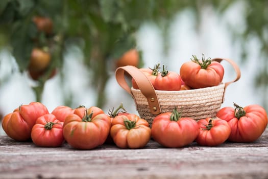 Vegetables, Tomatoes,  on desk in garden