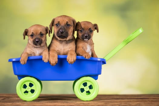 Beautiful little puppies in a toy wagon