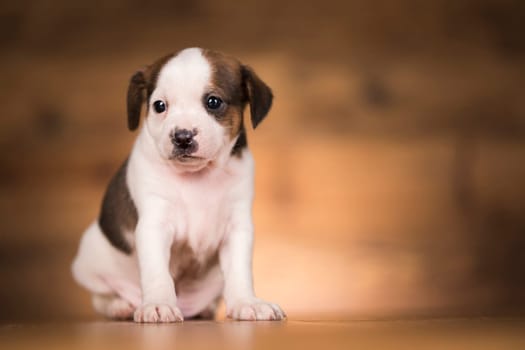 Small dog on a wooden background