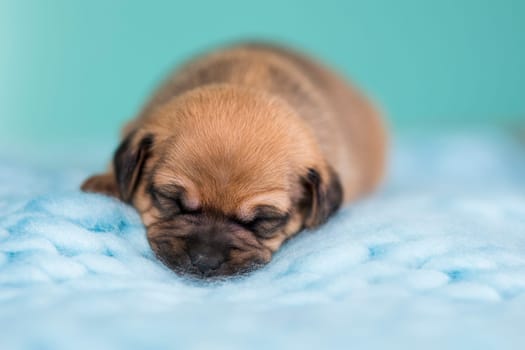 A beautiful little dog sleeps on a blanket