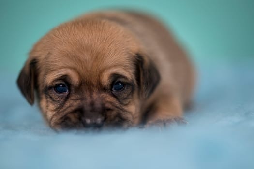 Little dog sleeps on a blanket