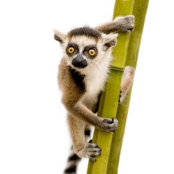 Ring-tailed Lemur (6 weeks) - Lemur catta in front of a white background