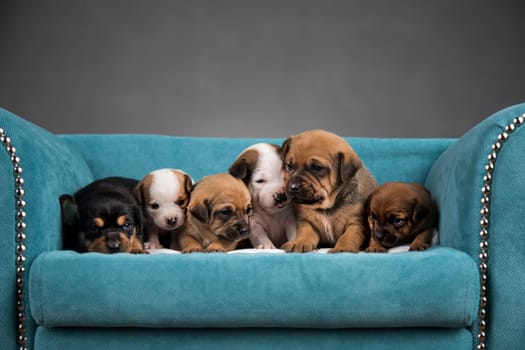 Little puppies sleeping in bed