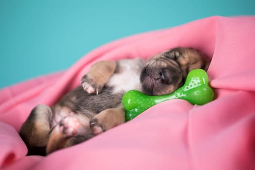 Dog sleeps with a rubber bone on a pink blanket