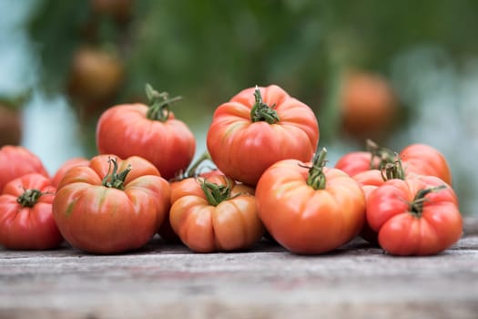 Red Tomatoes in a Greenhouse, organic food