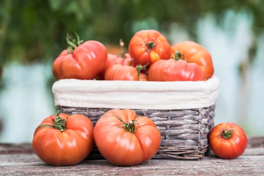 Tomatoes vegetable garden, organic products