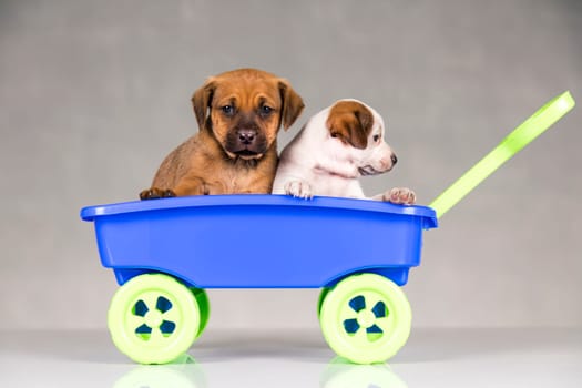 Beautiful little puppies in a toy wagon