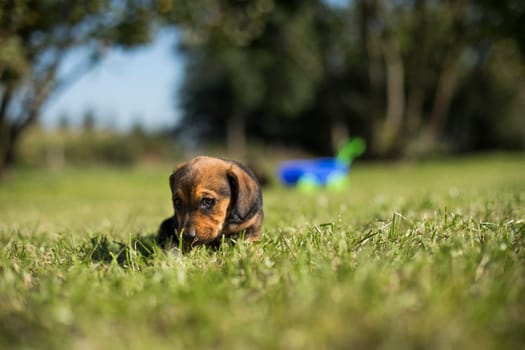 A small dog on the grass background