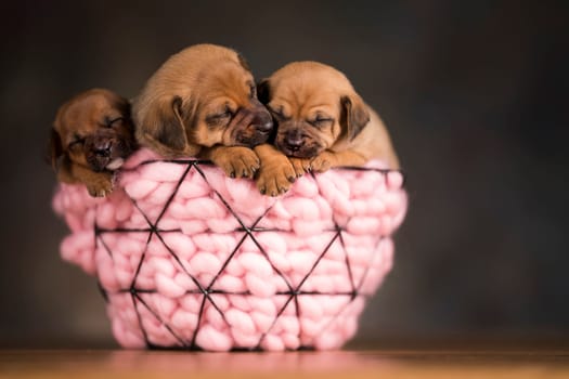 Sleeping dogs in a metal basket