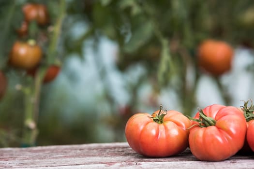 Vegetables, tomatoes on wooden desk