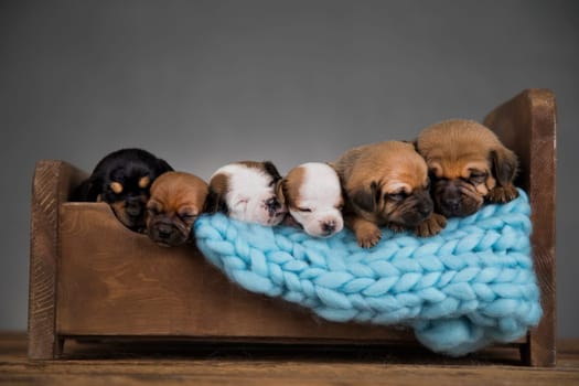 Dogs sleep on a small wooden bed