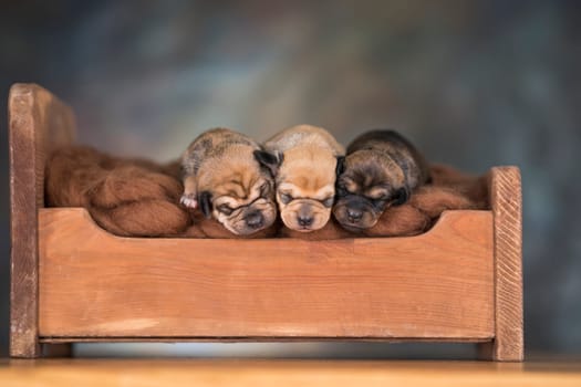 Dogs sleep on a small wooden bed