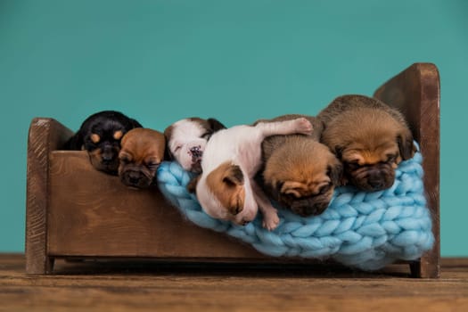 Dogs sleep on a small wooden bed