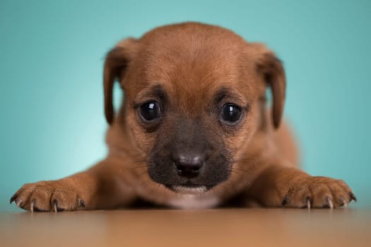 Little puppy dogs, animals concept
