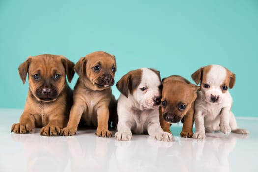 Two little dogs, puppy, animals concept