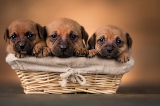 Little dogs in a wicker basket
